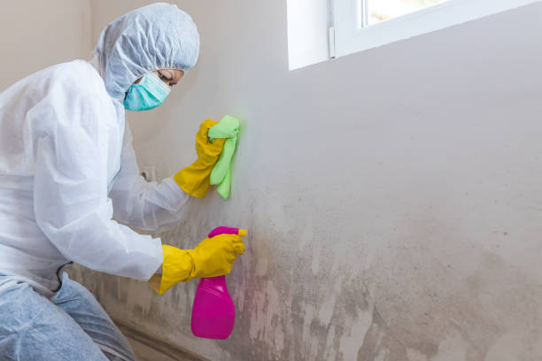 Best Attic Mold Removal  in Siena College, NY